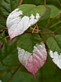 Actinidia kolomikta Adam IMG_6600 Aktinidia pstrolistna